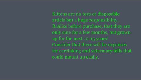 Kittens are no toys or disposable article but a huge responsibility. Realize before purchase, that they are only cute for a few months, but grown up for the next 10-15 years! Consider that there will be expenses for caretaking and veterinary bills that could mount up easily.